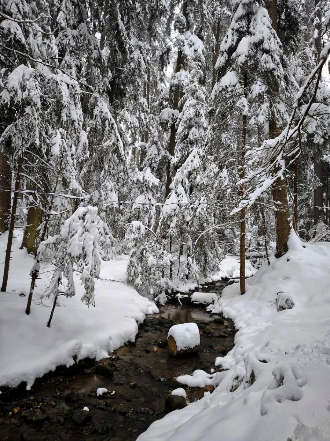 Mountain Studio Asp E63 Borovets Gardens Buitenkant foto
